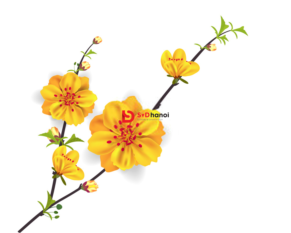 Download 300+ mẫu hoa mai Vector file AI, PSD, CDR, PNG đẹp